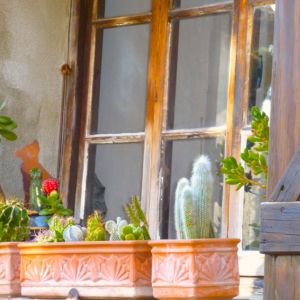 cagnes-cacti
