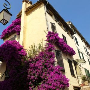 haut-de-cagnes-bourgainvillea
